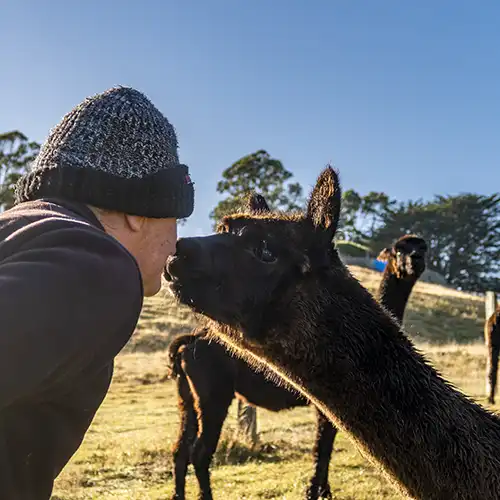 Graham is rubbing noses with a black alpaca