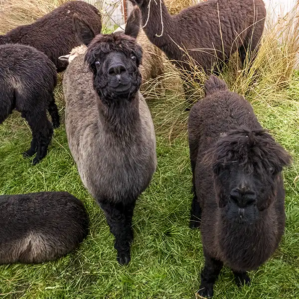 Six black alpacas are standing on green grass. Two are looking directly up at the camera.