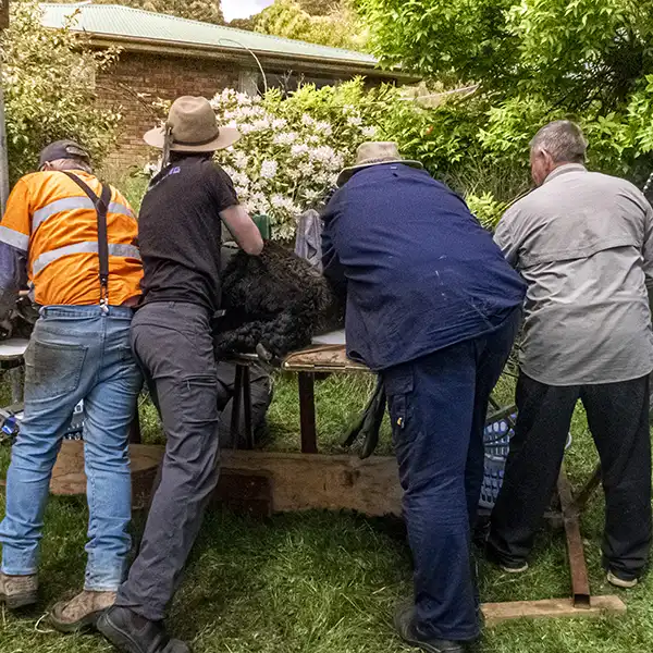 Four men have just lifted a black alpaca up onto a shearing table.