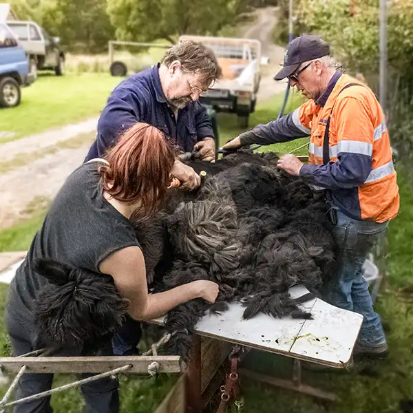 One man is shearing a black alpaca, while two other people are assisting.