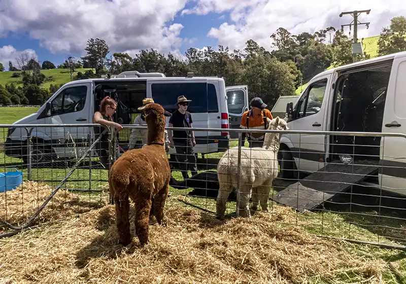 Two stud alpacas, one brown and one white are standing in a fenced enclosure. In the background are two mercedes vans and four people.
