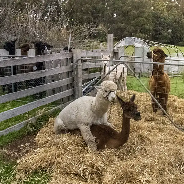 A white stud male and a brown female alpaca are mating.