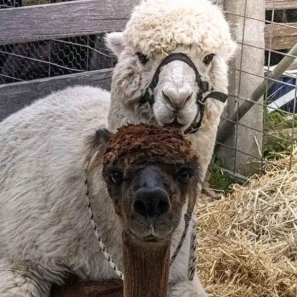 A white stud male and a brown female alpaca are mating. Close up of their faces.
