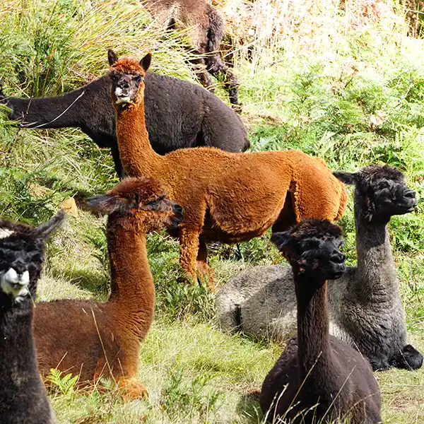 A small herd of 6 alpacas sitting in the green grass.