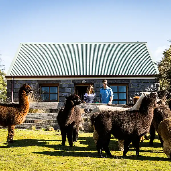 A young couple standing in front of a stone cottages looking out over a timber fence to a nearby herd of alpacas.