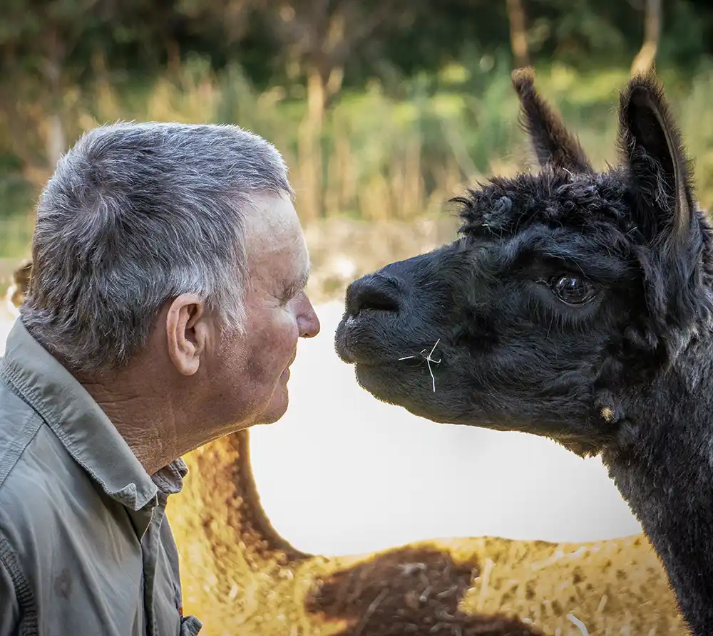 Graham and a black alpaca are nose-to-nose at Tin Dragon Cottages.