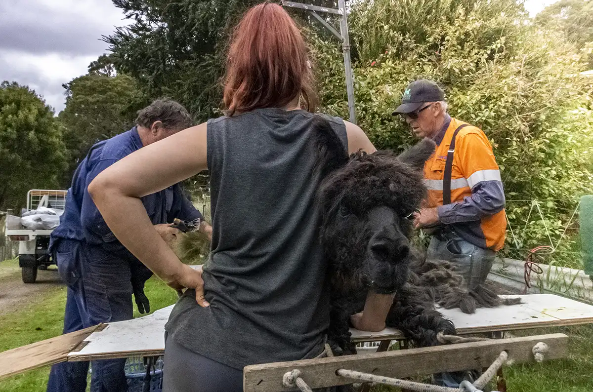 Woman shearer with red hair is holding a black alpaca on the shearing table, while two male shearers have started shearing.