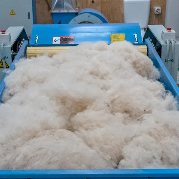 The opening-machine table is loaded with white alpaca fibre