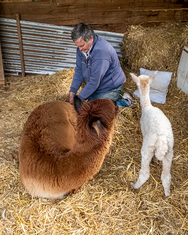 A fawn coloured alpaca is sitting on straw in a barn. A white cria is standing next to her and a man is seated behind her.