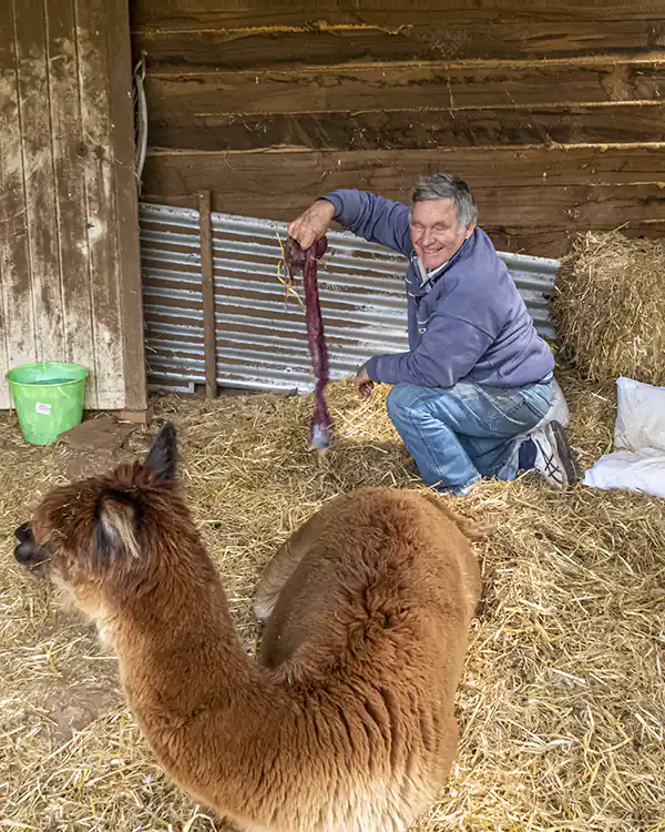A fawn alpaca is sitting on straw inside a barn. She has just delivered an intact placenta, which a man seated behind her, is holding.