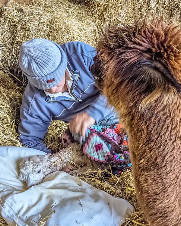 A white cria is lying on straw with its head on a pillow and its body wrapped in a colourful blanket. A man and an alpaca are looking down at it.
