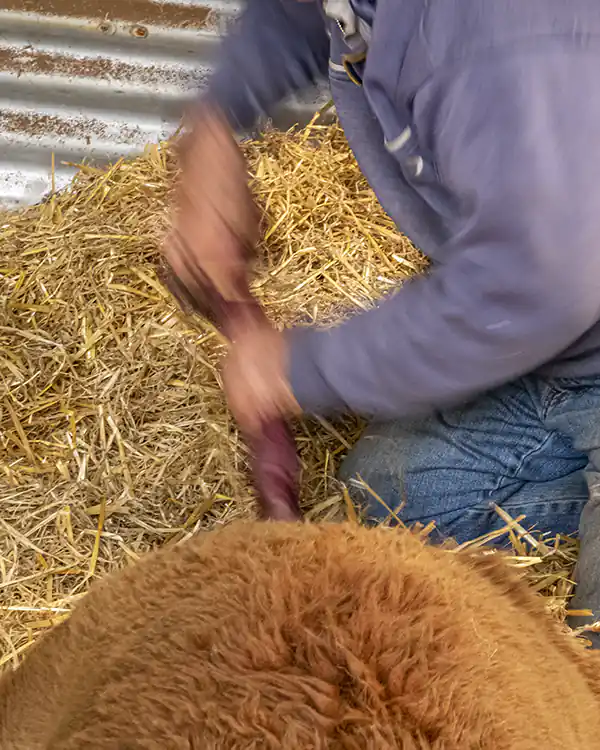 A amn is sitting behind a fawn-coloured alpaca. The man is assisting the alpaca with delivering a placenta.