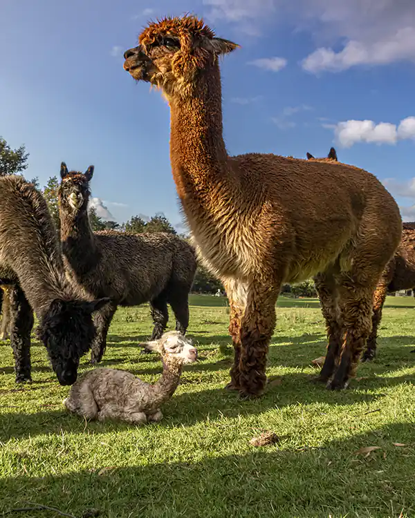 Fawn-coloured alpaca dam has a new born white alpcas cria at her feet. Two black alpacas are in the background.