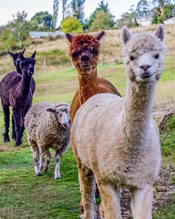 A white alpaca is being followed by a brown alpaca, a sheep and then two black alpacas