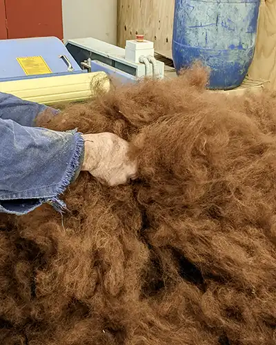 A man is handling a brown alpaca fleece that has just been opened
